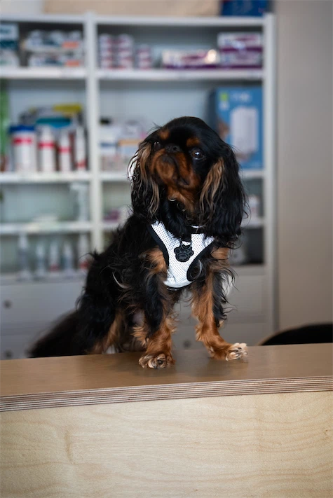 Un beau petit chien avec la clinique en arrière-plan