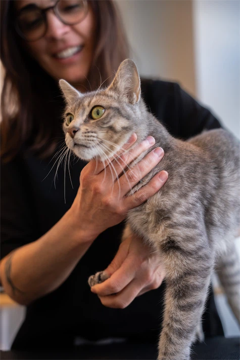 VUne vétérinaire en consultation avec un chat